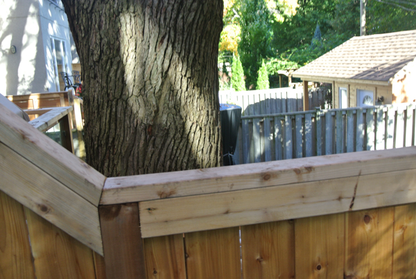 Trunk of white oak (Quercus alba) with large root print in the backyard.