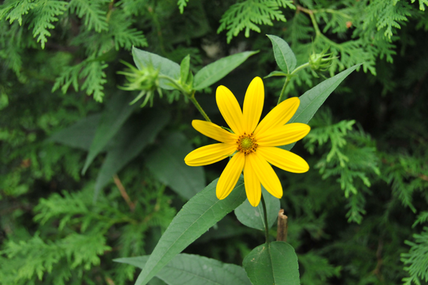 The sunny disposition of the woodland sunflower (Helianthus divaricatus).