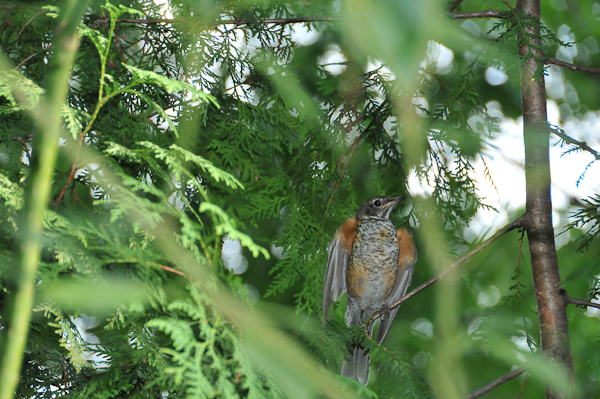 Juvenile American Robin (Turdus migratorius). Widely-spaced foliage of the wild type cedar allows easy access to perches for even large birds. Longer branches provide good perching posts.