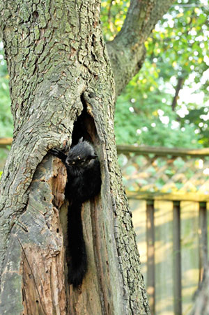 Young gray squirrel crawls out of a cavity in an old pear tree.