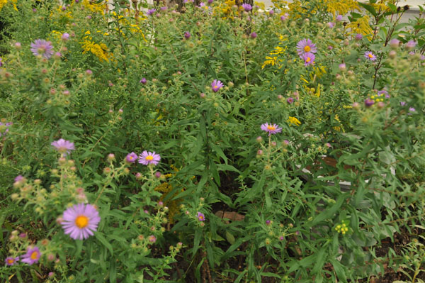 Well, sometimes it doesn’t work out quite as expected. The white asters are not in bloom, yet.
