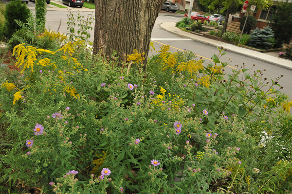 The fall shift of New England asters and goldenrods take over where the frost, heath, sky blue asters and smooth oxeye have left their flowering shift. Some asters can hold their own with this aggressive species and actually get along with co-conspirators (note spent heads of smooth oxeye to the left and right of the tree trunk).