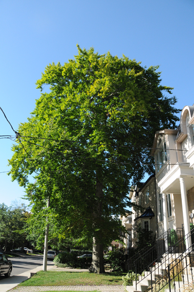 Neighbouring tree. A beautiful specimen of American beech (Fagus grandifolia) – the best tree and envy of the neighbourhood, or at least of me.