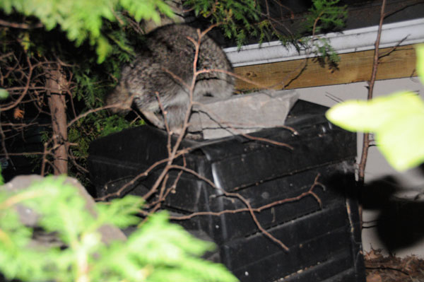 A young raccoon (Procyon lotor) attempts to breach the secure composter.
