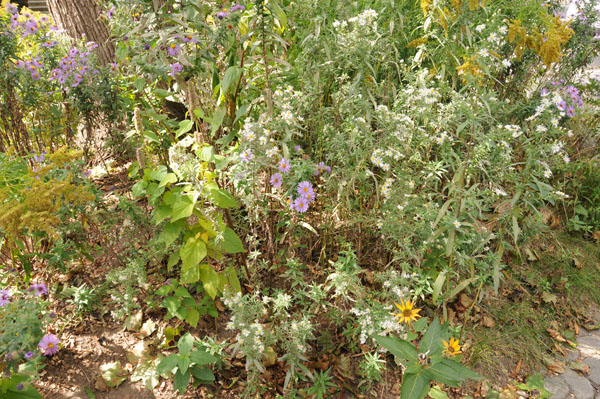 The ubiquitous local garden of the north east.