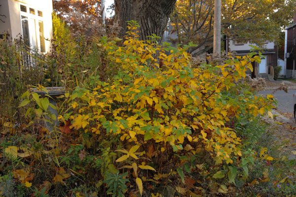 The fall regalia.
