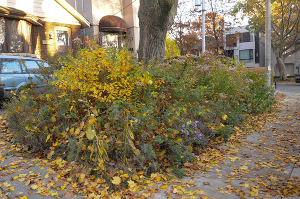 But the fall display can make up for some inadequacies until your dream is fulfilled.