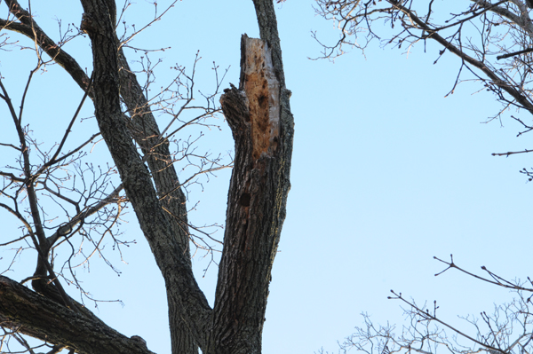 Origin of broken branch. Branch weakened by carpenter ant forays.