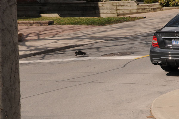 This squirrel is taking its life in your hands – will you stop at the stop sign or just blow through?