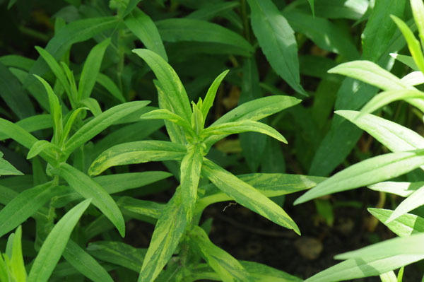A variegated New England aster (Symphyotrichum novae-angliae).