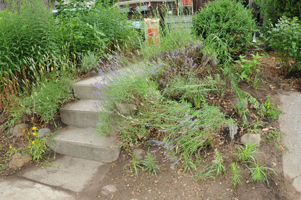 Post-eviction time. Slope without sunflowers and breathing room for other plants.