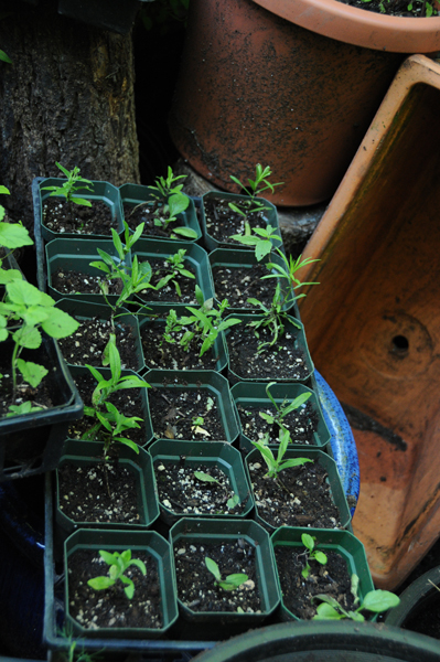 Relocated plants with most starting out in 4” pots.