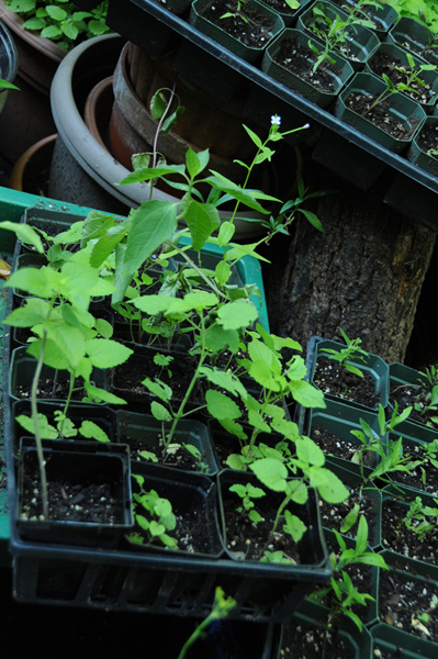 Potted trays of arrowleaf aster (Symphotrichum urophyllum), anise hyssop (Agastache foeniculum), New England aster (Symphyotrichum novae-angliae). A few false sunflower (Heliopsis helianthoides) were also relocated after being too close to the edge.