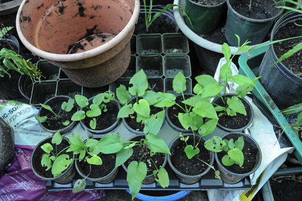 Arrowleaf aster (Symphyotrichum urophyllum) grew quickly and vigorously and needed to be re-potted. Not all survived. Better to rescue after a good rainfall to soften the soil.