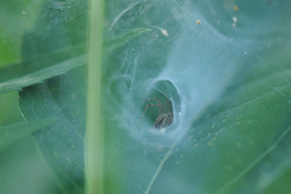 Spider awaits the first client…