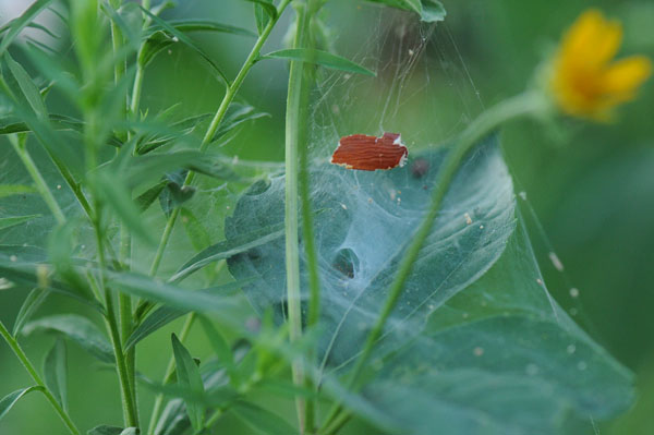 Spider habitat – the parlour is open for business.