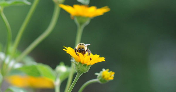 How could I deprive a beady-eyed bumble bee of food?