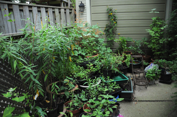 The spring of 2013 and everything changed. The new situation: a mixture of a few edible herbs and purchased plant sale material and relocated plants for home and restoration.