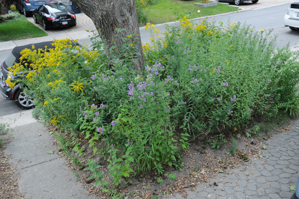The Native Plant Source (note: most of the white asters had not begun to bloom).