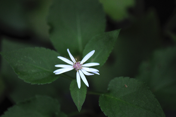 Success! A flowering arrowleaf aster (Symphotrichum urophyllum)