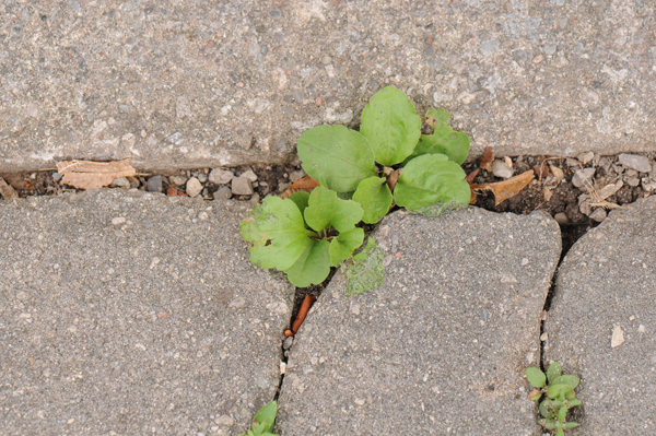 Mystery plant in cracks between driveway stones. Similar to Robin’s plantain (Erigeron pulchellus), one of the fleabanes, but without being as fuzzy-leafed.