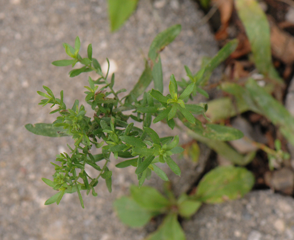 Heath aster (Symphyotrichum ericoides) was able to rise above it all.