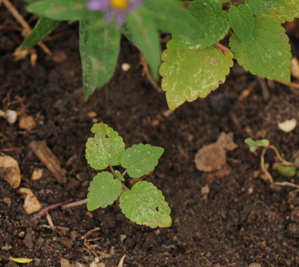Anise hyssop (Agastache foeniculum) grows easily from seed. Sometimes the tiny seeds fall next to the original plant and many go further afield…or a-driveway.