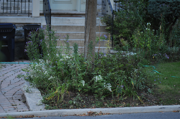 Infiltration station: a great place to start a native plant family.