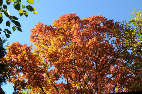 White oak tree (Quercus alba) with canopy aflame in fall. I hope this tree doesn’t get “burned”.