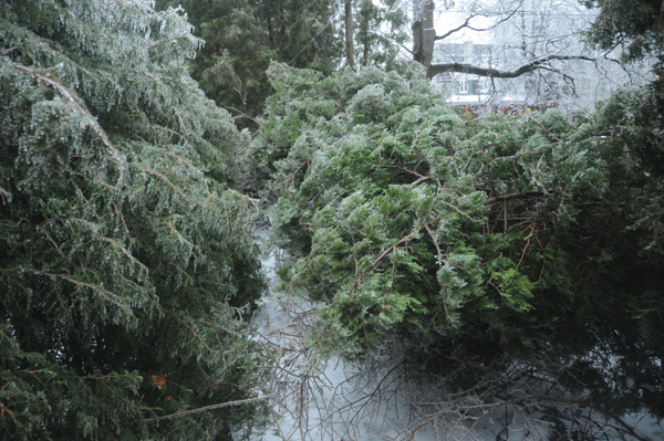 Cedars leaning over as if engaged in dance. Upright driveway cedars on left appear to bow to fence-line cedars. (Dec. 22, 11 a.m.)
