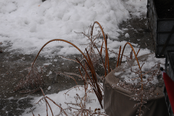 Meadowsweet (Spiraea alba) is usually an upright citizen in the garden.