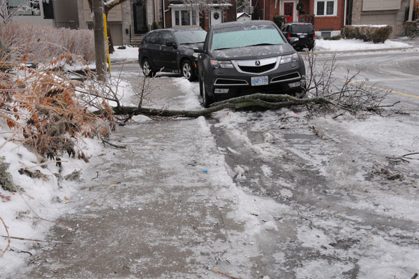 Due to the ice storm effects, my Norway maple became unhinged again. These two cars escaped damage.