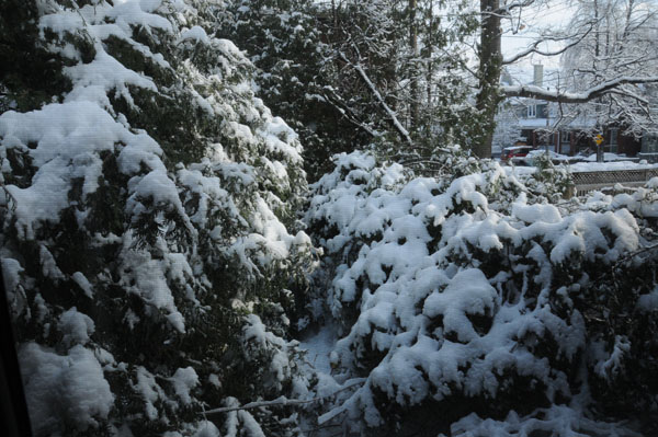The extra snow added even more weight to the ice entombed cedars.