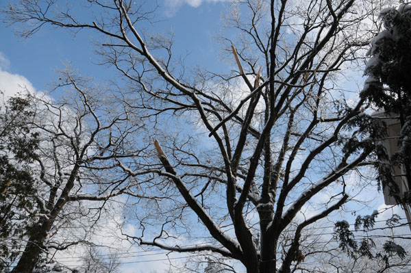 Not a good sign. The neighbour's tree is missing a few branches.