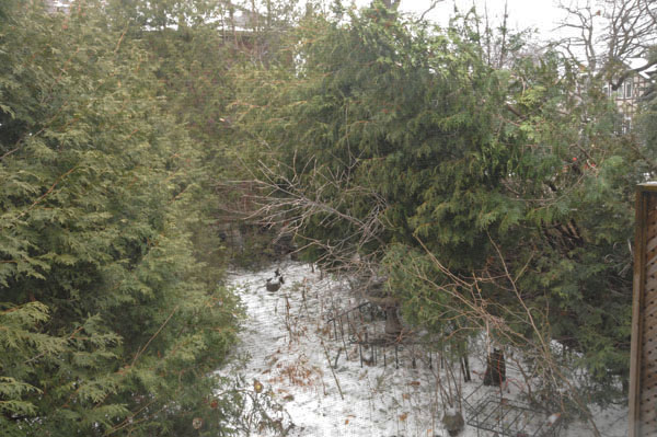 A miracle! The vegetation sprang back up after the thaw. The bird bath was revealed. Everything on the south side was leaning a little more now.