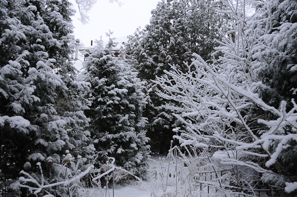 My winter soul exposed – northern white cedar (Thuja occidentalis) encompasses the back garden.