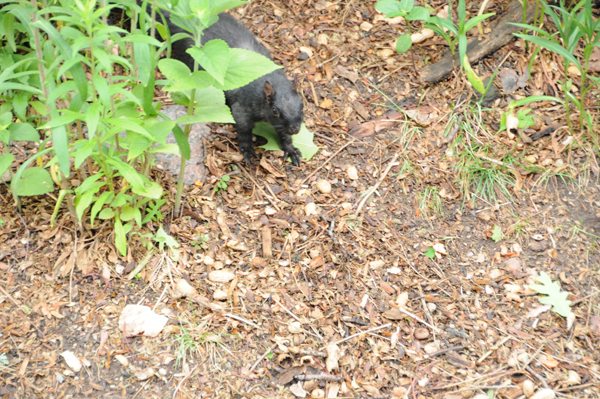 An Eastern Gray Squirrel (Sciurus carolinensis) has good reason to be vigilant!
