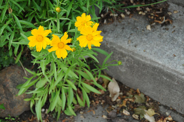 This specimen of Coreopsis sp. stays small in a compromised spot.