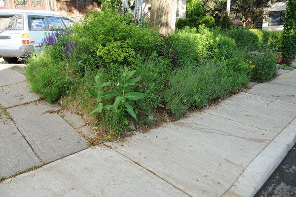 No median strip. Most of this front garden patch is on city property. Note: the common milkweed (Asclepias syriaca) on the corner was not planted; it “invited” itself to the sunnier corner.