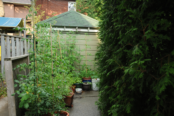 The usual set up: the vegetable garden on the driveway.