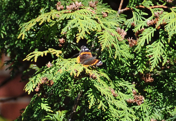 Red Admiral butterfly(Vanessa atalanta) takes advantage of cedar foliage that provides protection from frost during the migration in April.